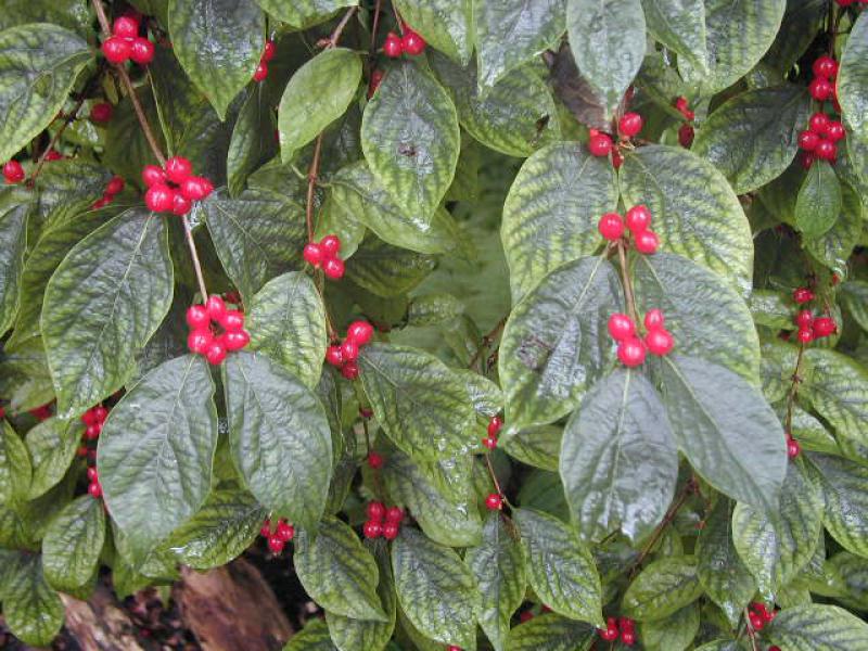 Schirm-Heckenkirsche - rote Beeren