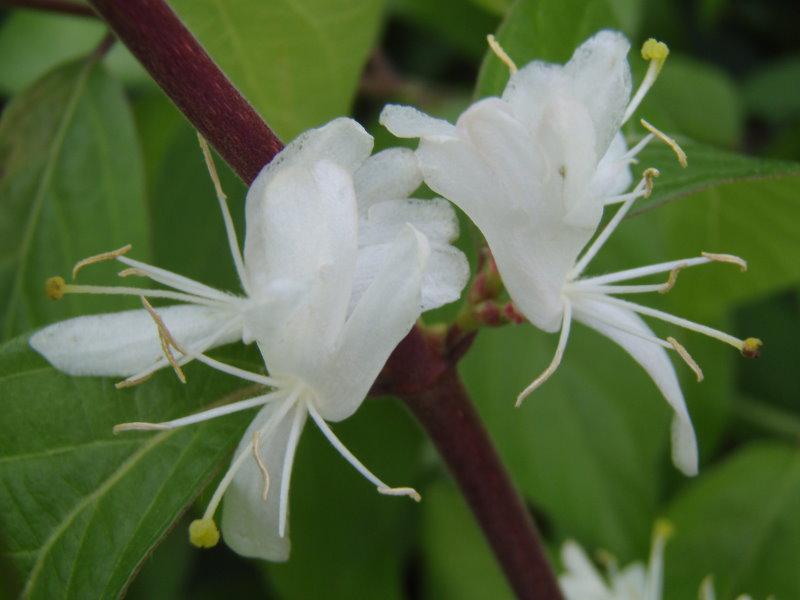 Die weiße Blüte von Lonicera maackii