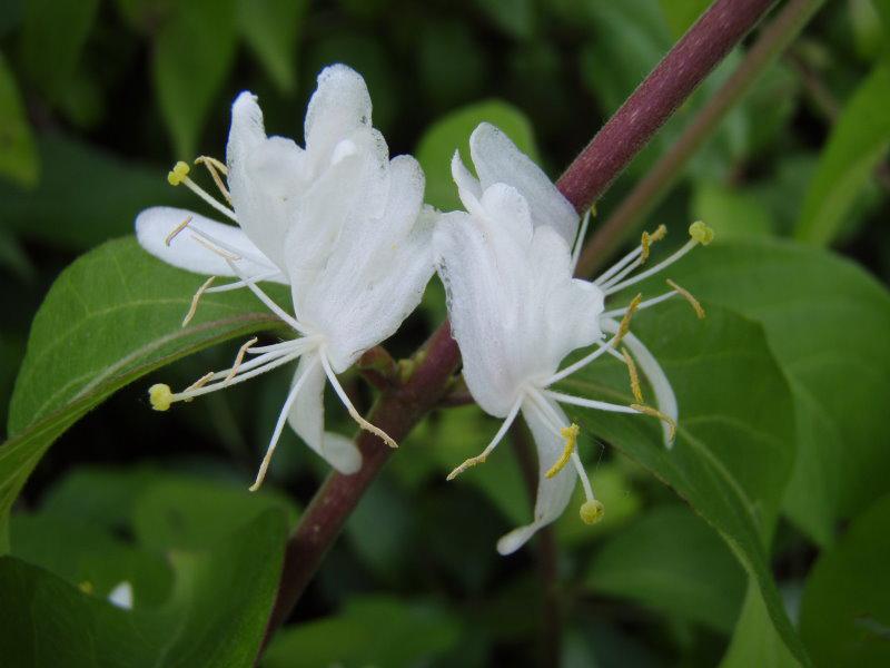 Die zarten, weißen Blüten der Schirm-Heckenkirsche