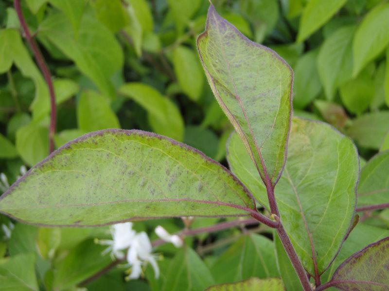 Die Blätter der Lonicera maackii im Mai