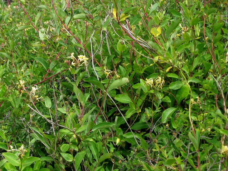 Duftendes Waldgeißblatt