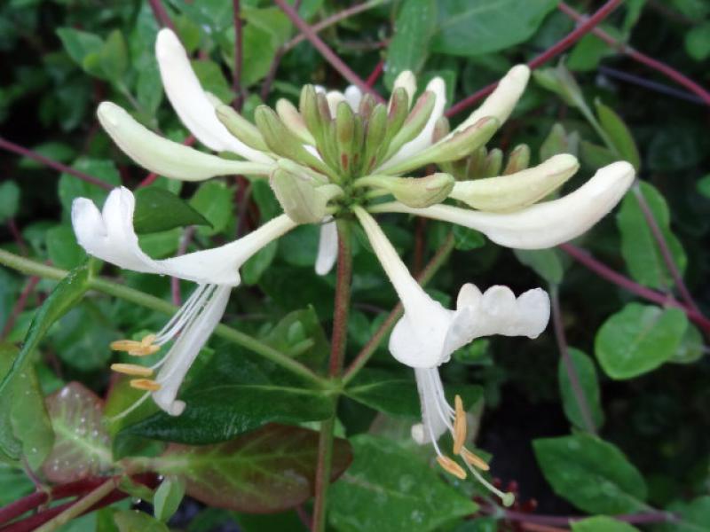 Helllgelbe Blüte von Lonicera periclymenum