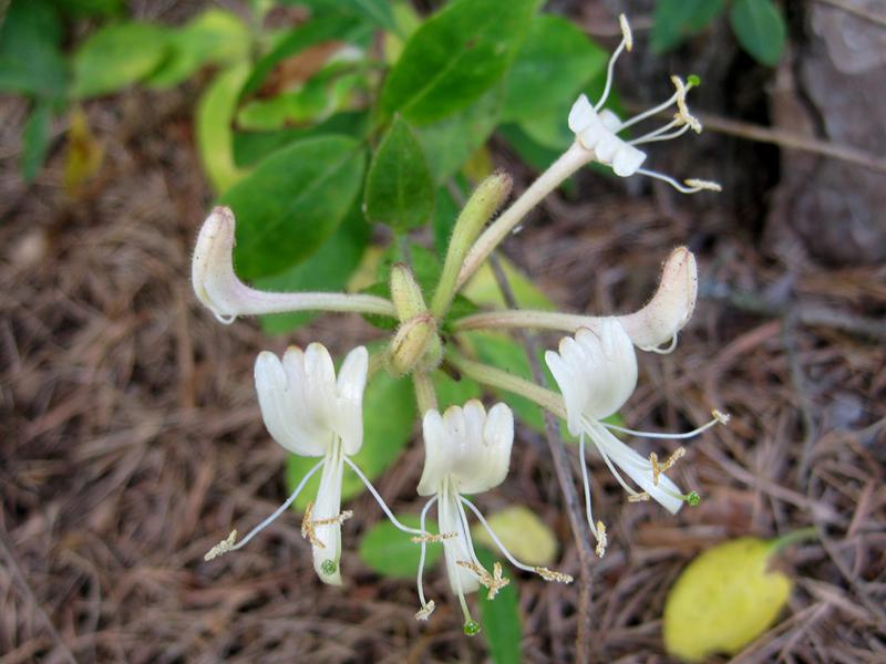 Duftende Blüten des heimischen Waldgeißblatts