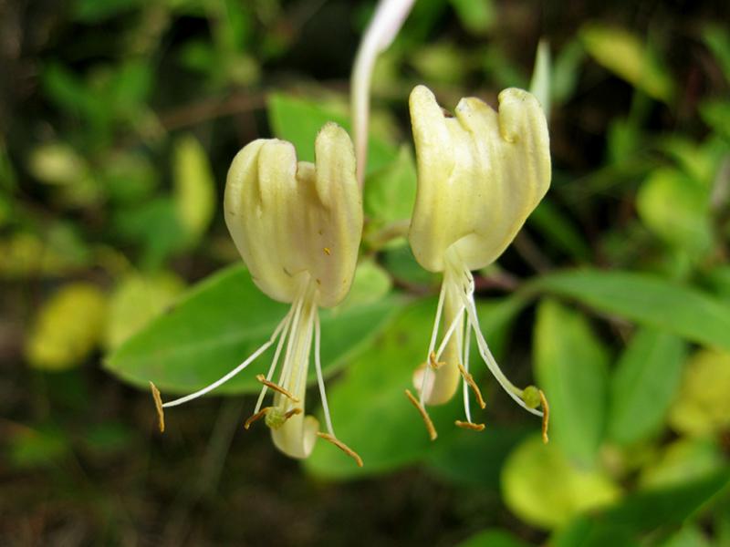 Herrlich duftende, gelbe Blüten - Einheimisches Waldgeißblatt