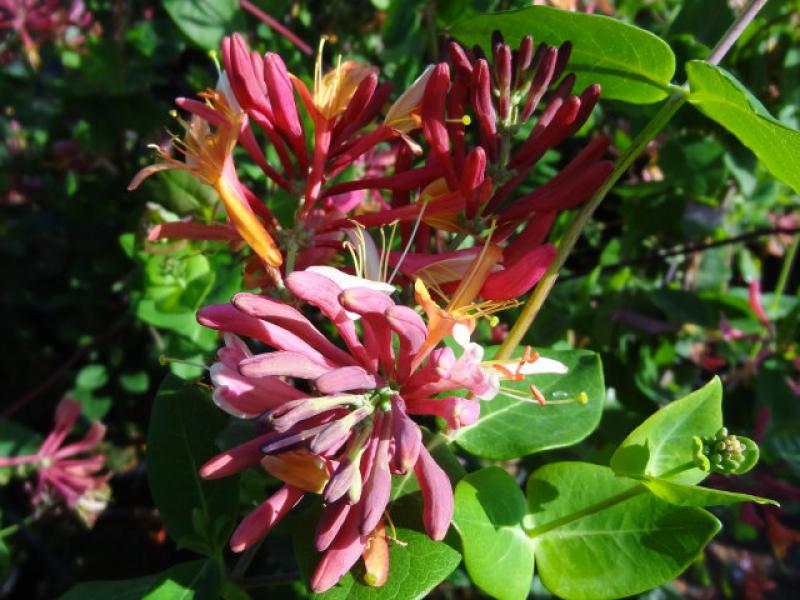 Duftende Blüte von Lonicera heckrottii Goldflame