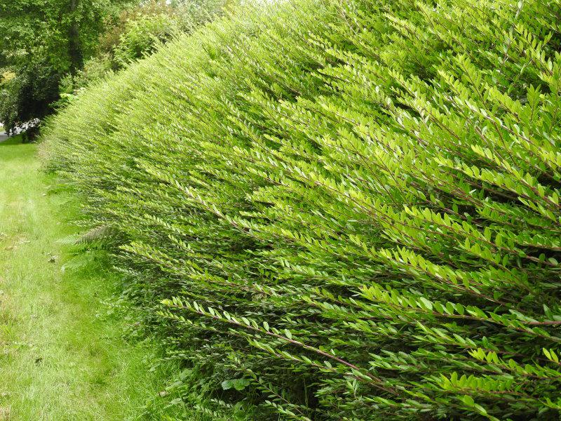 Böschungsmyrthe als Hecke