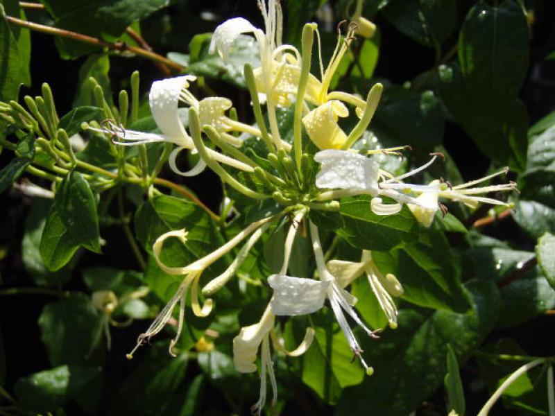 Die Blüte der Duftenden Geißschlinge