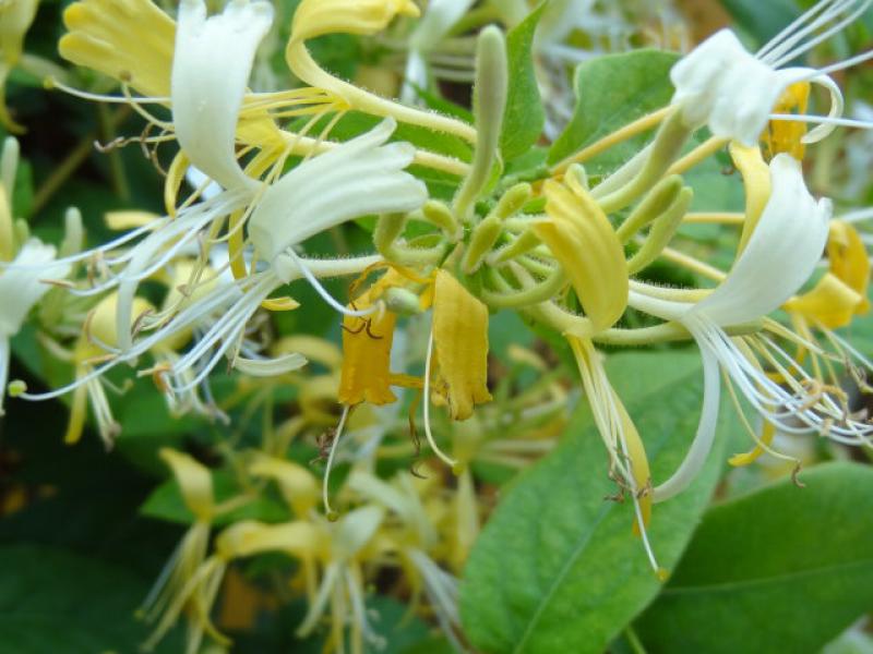Die Blüte von Lonicera similes var. delavayaii