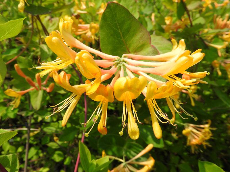 Lonicera tellmanniana ist eine hübsche golgelbe Schlingpflanze.