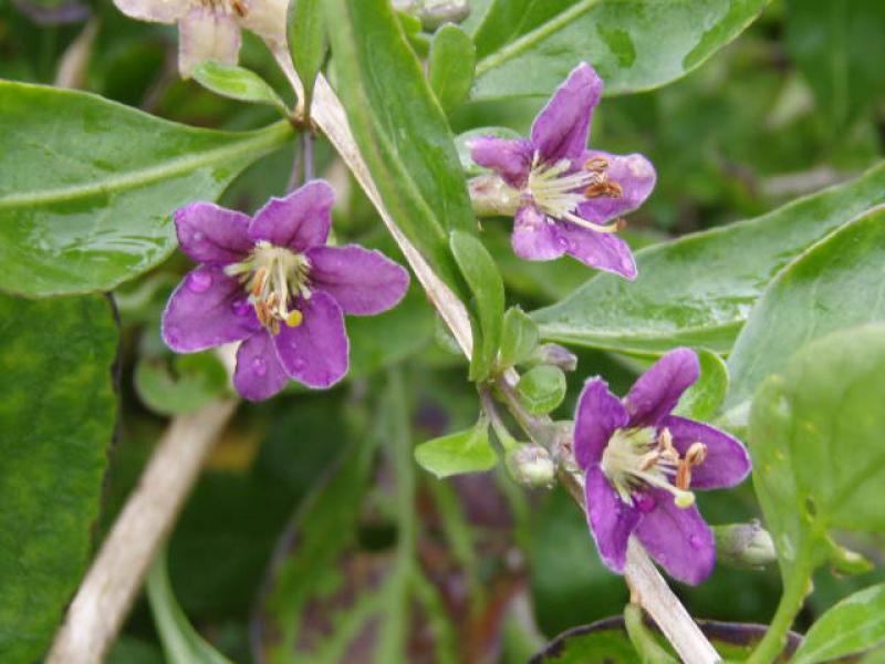 Der Teufelszwirn oder Bocksdorn in Blüte