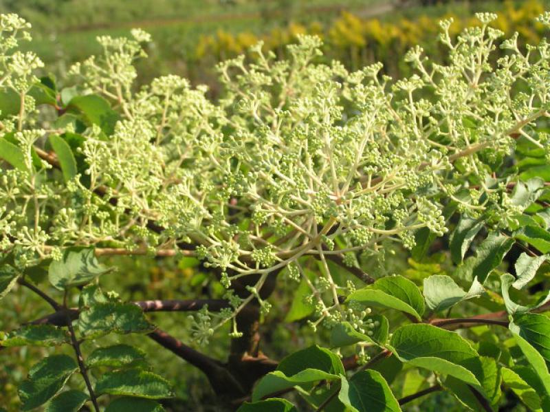 Teufelskrückstock, Aralie mit weißen Blüten