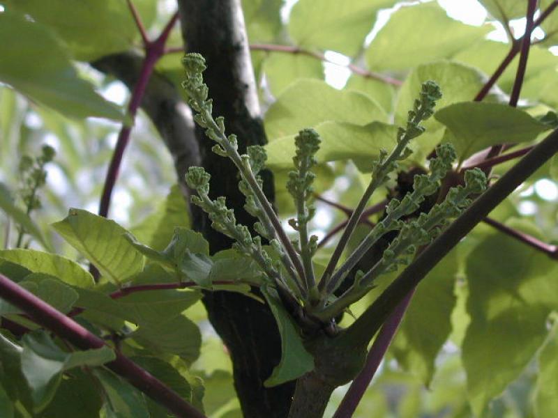 Teufelskrückstock, Aralie - Knospen