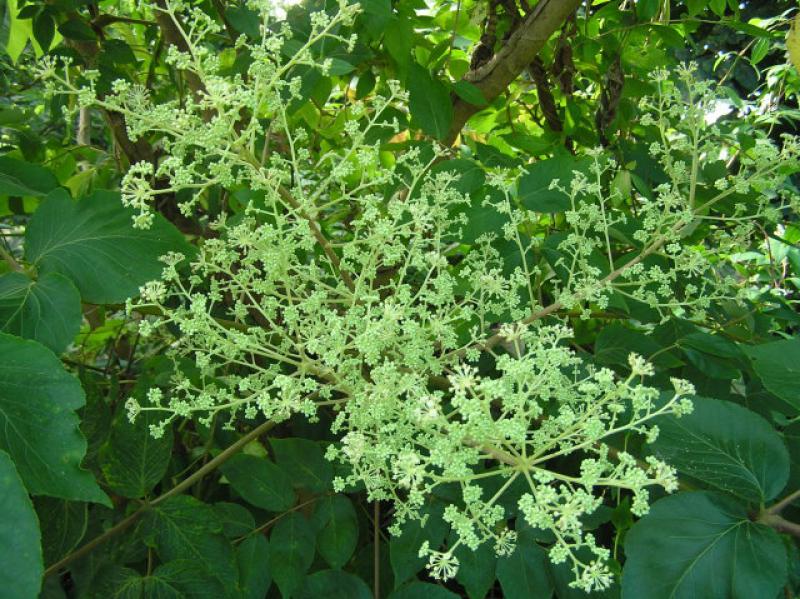 Parkaralia, Aralia elata