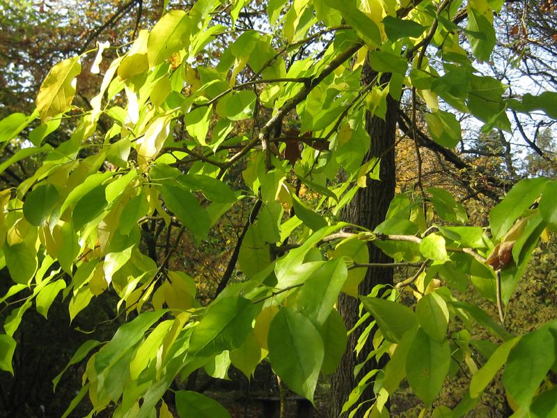Der Osagedorn im Herbst