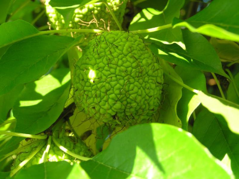 Die auffällig große Frucht des Osagedorns schmeckt bitter.