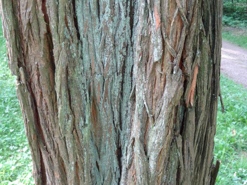 Die Rinde eines alten Osagedorn (Maclura pomifera)