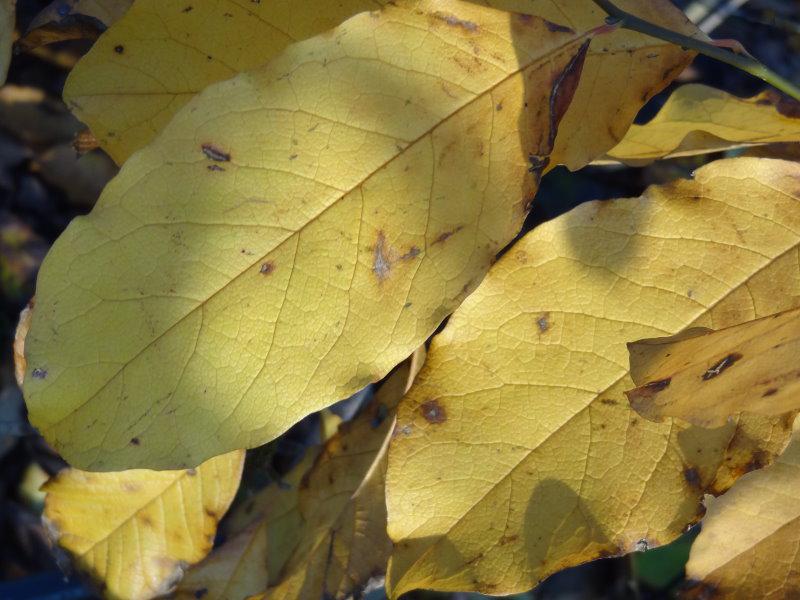 Herbstfärbung bei Magnolia kobus