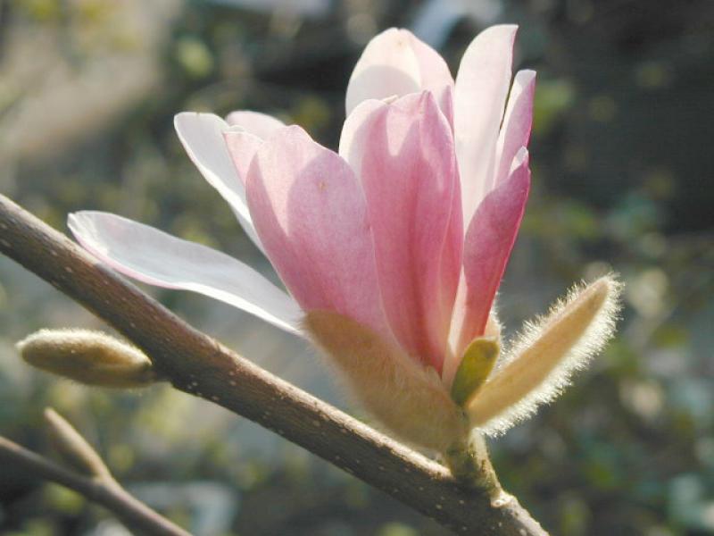 Zrtrosa Blüte der Hohen Magnolie Leonard Messel