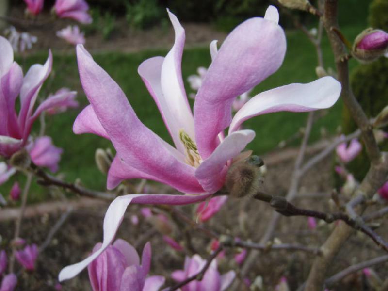 Magnolia Leonard Messel Blüht vor dem Laubaustrieb