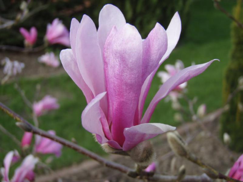 Sternförmige Blüte der Hohen Magnolie Leonard Messel