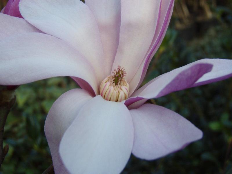 Detail der Blüte von Magnolia loebneri Leonard Messel