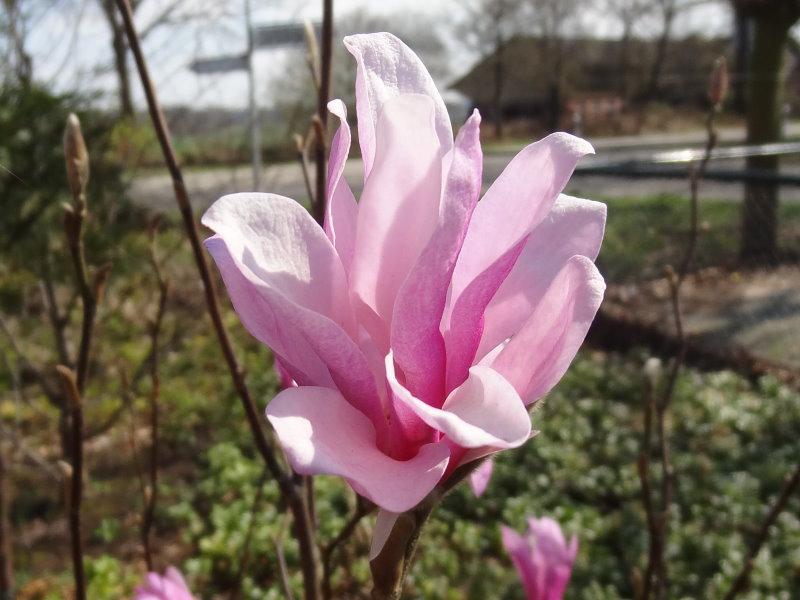 Hellrosa Blüte der Hohen Magnolie Leonard Messel