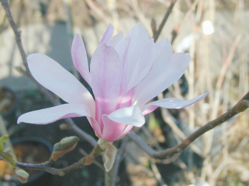 Die Hohe Magnolie Leonard Messel blühte weißrosa.