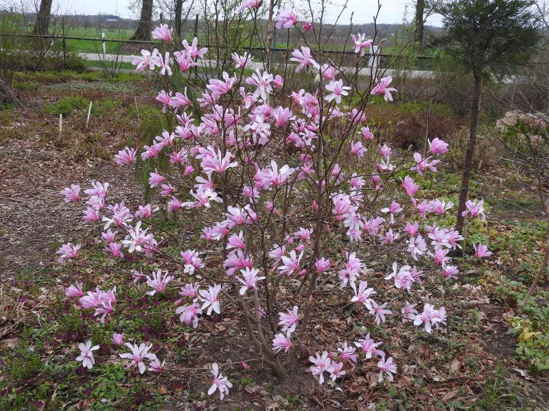 Reiche Blüte der Hohen Magnolie Leonard Messel