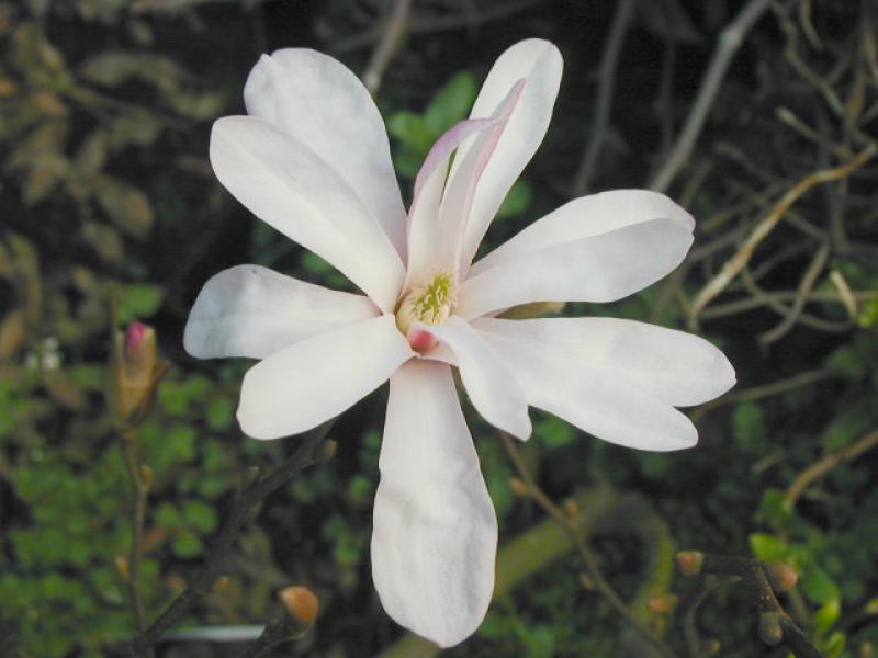 Die Hohe Magnolie Leonard Messel blüht im April