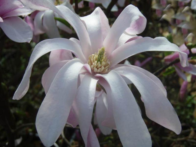 Blüte von Magnolia loebneri Leonard Messel
