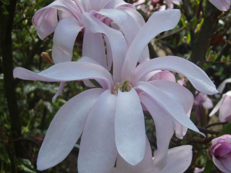 Magnolia loebneri Leonard Messel in Blüte