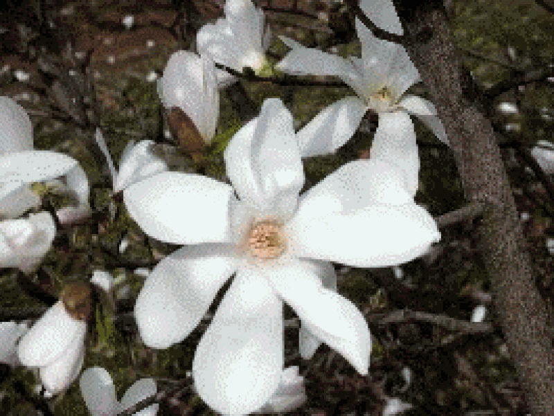 Großblumige Sternmagnolie