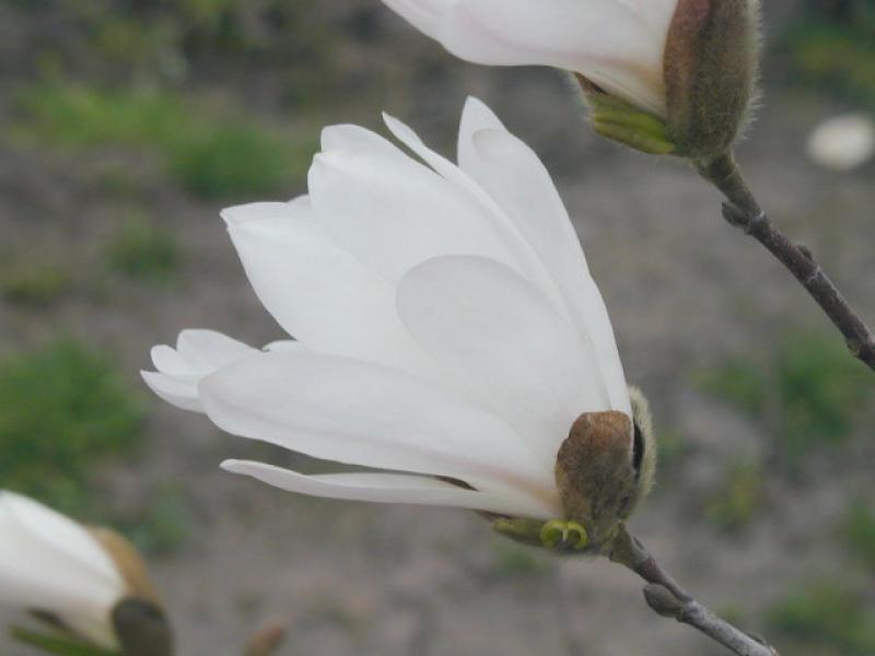 Die Sternmagnolie blüht bei milden Wetter häufig schon Ende März/Anfang April auf