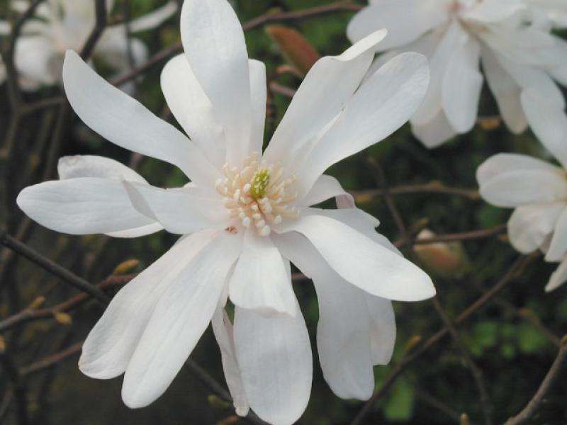 Sternmagnolie, Magnolia stellata in Blüte