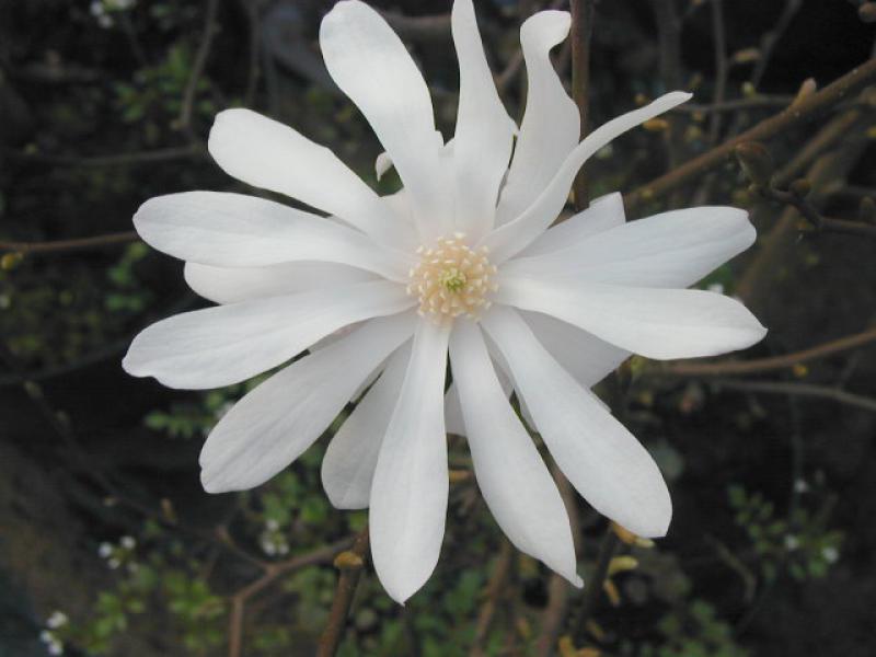 Magnolia stellata (Sternmagnolie) nit ihrer schönen Blüte
