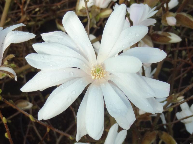 Nahaufnahme der Blüte von Magnolia stellata