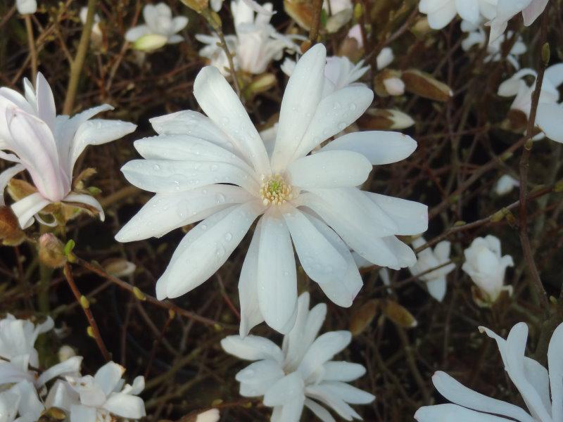 Blüten von Magnolia stellata