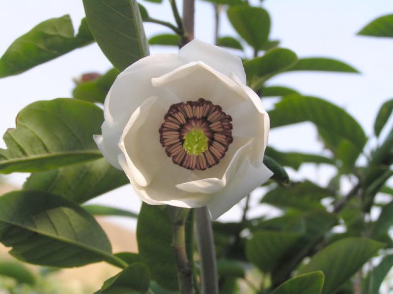 Große, weiße Blüte der Sommermagnolie