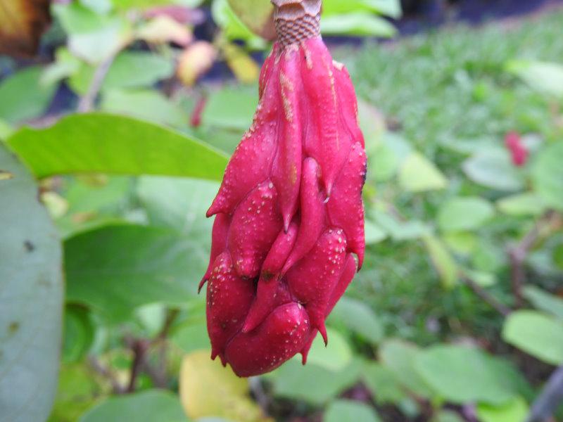 Die leuchtend rote Frucht der Magnolia sieboldii
