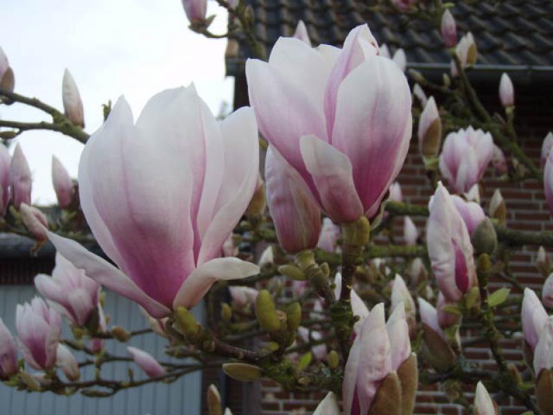 Tulpenmagnolie rosa-weiße Blüten