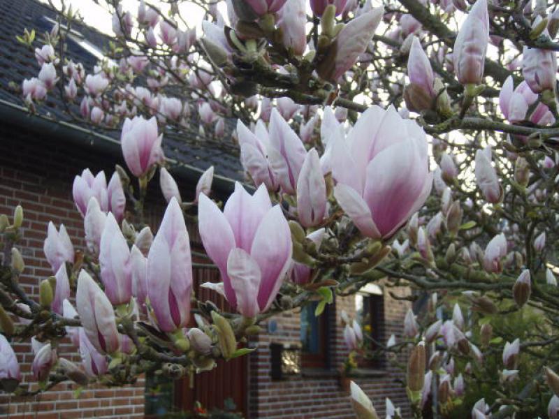 Reichblühende Tulpenmagnolie