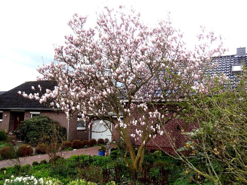 Tulpenmagnolie in voller Blüte