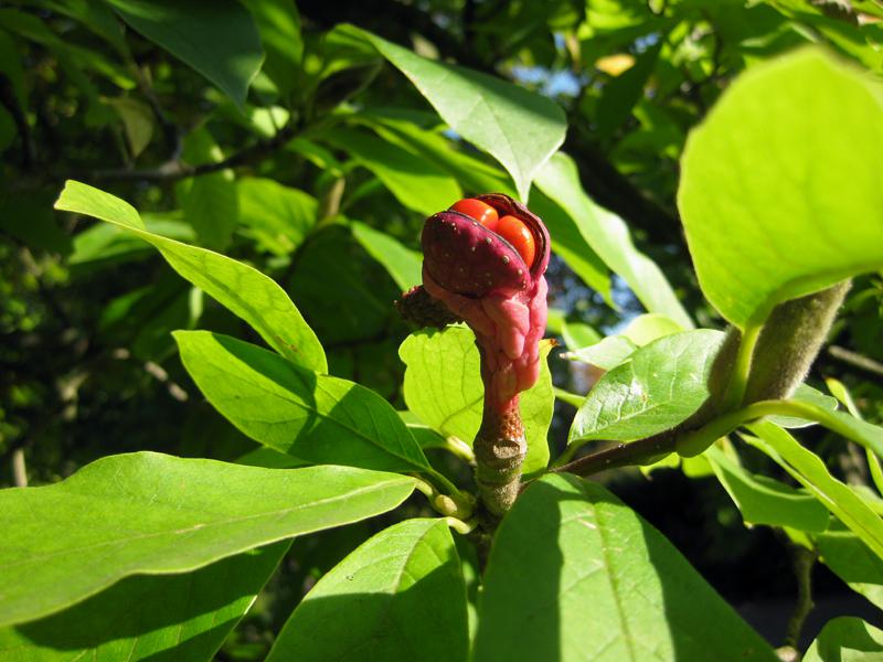Frucht der Tulpenmagnolie