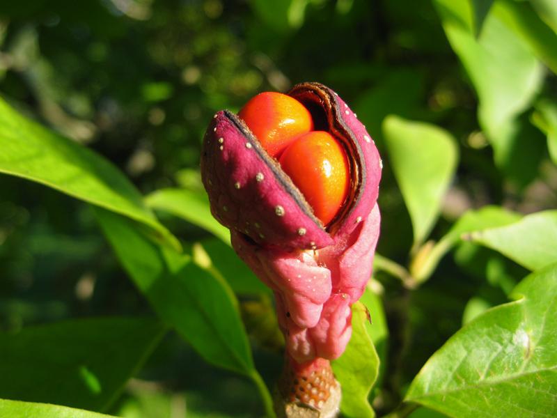Frucht der Tulpenmagnolie in Nahaufname