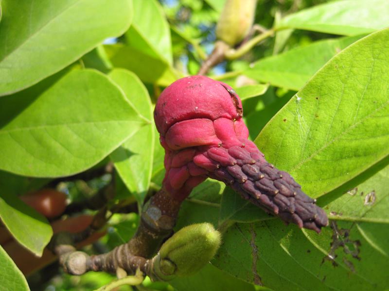 Die Tupenmagnolie trägt leuchtend rote Früchte im Herbst.