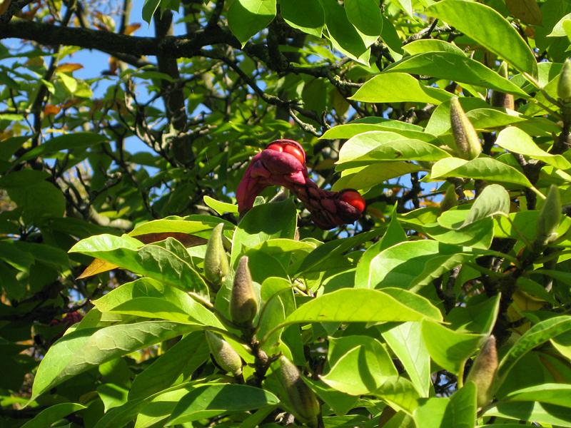 Früchte und Blütenknospen für das nächste Jahr - die Tulpenmagnolie