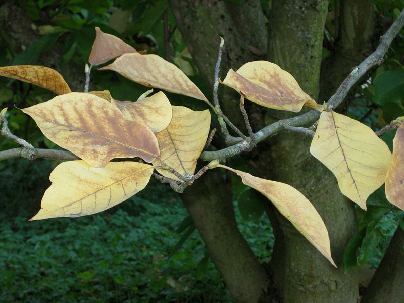 Gelbe Herbstfärbung der Tulpenmagnolie