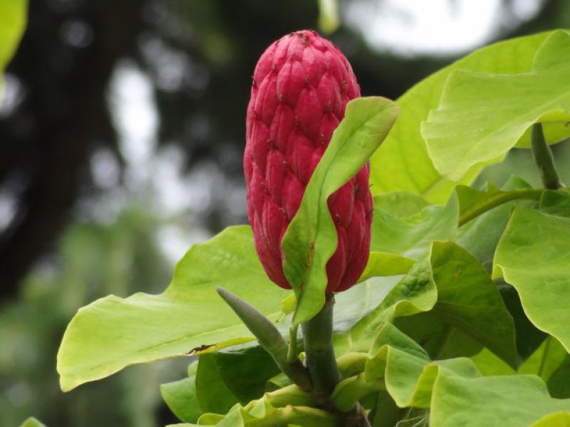 Fruchtschmuck von Magnolia tripetala