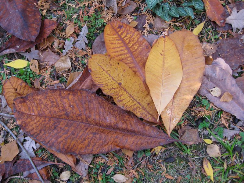 Herbstlaub der Schirmmagnolie