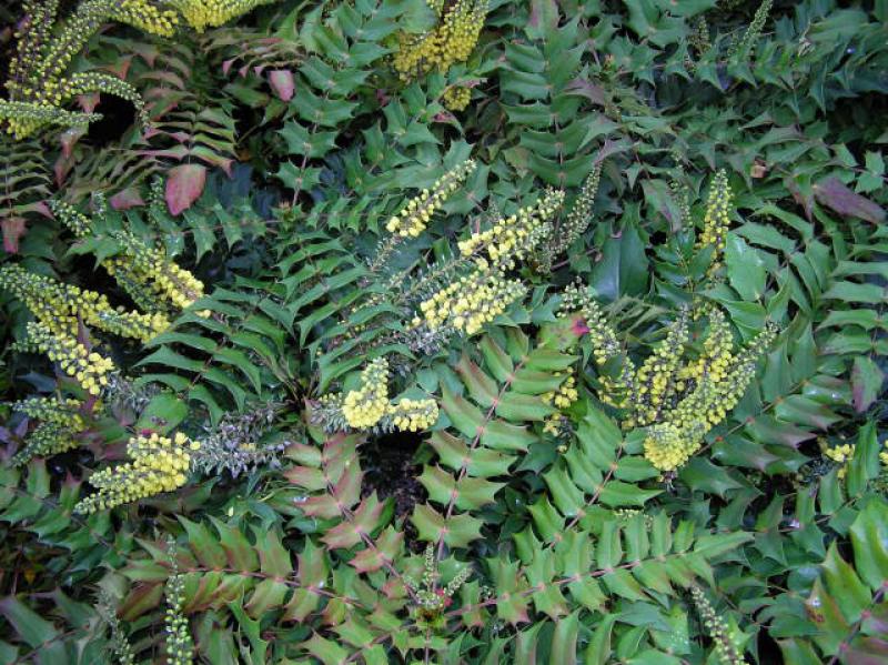 Mahonia media Winter Sun blüht gelb im November